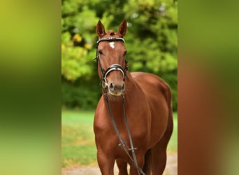 Hanoverian, Mare, 7 years, 16,2 hh, Brown