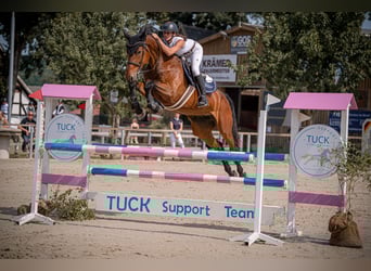 Hanoverian, Mare, 7 years, 16,2 hh, Brown
