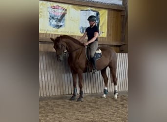 Hanoverian, Mare, 7 years, 16,2 hh, Chestnut-Red