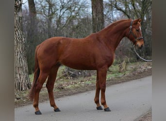 Hanoverian, Mare, 7 years, 16,2 hh, Chestnut-Red