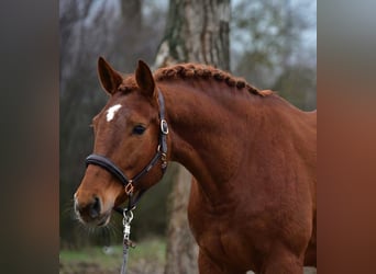 Hanoverian, Mare, 7 years, 16,2 hh, Chestnut-Red
