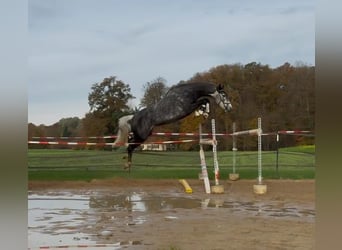 Hanoverian, Mare, 7 years, 16,2 hh, Grey-Dark-Tan