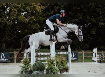 Hanoverian, Mare, 7 years, 16,2 hh, Grey