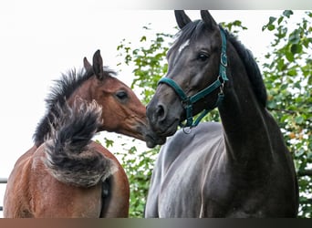 Hanoverian, Mare, 7 years, 16,2 hh, Smoky-Black