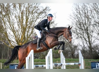 Hanoverian, Mare, 7 years, 16,3 hh, Bay-Dark