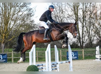 Hanoverian, Mare, 7 years, 16,3 hh, Bay-Dark