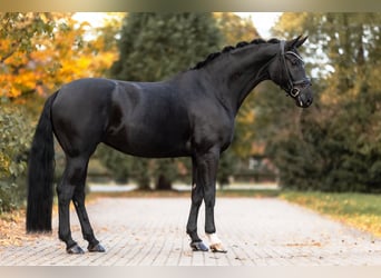Hanoverian, Mare, 7 years, 16,3 hh, Black