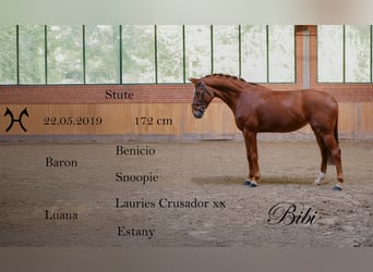 Hanoverian, Mare, 7 years, 16,3 hh, Chestnut-Red