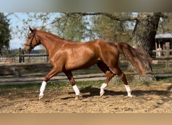 Hanoverian, Mare, 7 years, 16,3 hh, Chestnut-Red