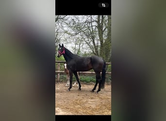 Hanoverian, Mare, 7 years, 17.1 hh, Bay-Dark