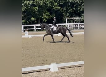 Hanoverian, Mare, 7 years, 17.1 hh, Black