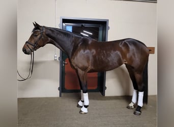 Hanoverian, Mare, 7 years, 17.1 hh, Brown