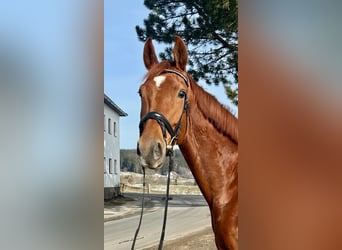 Hanoverian, Mare, 7 years, 17,3 hh, Chestnut-Red