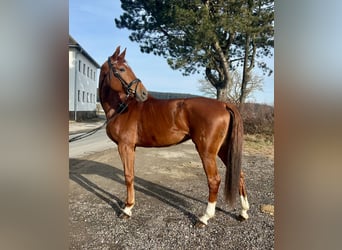 Hanoverian, Mare, 7 years, 17,3 hh, Chestnut-Red