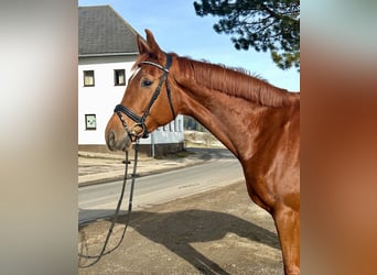 Hanoverian, Mare, 7 years, 17,3 hh, Chestnut-Red