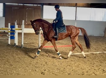 Hanoverian, Mare, 7 years, 17,3 hh, Chestnut-Red