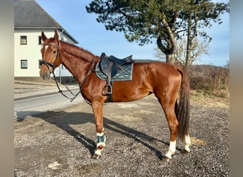 Hanoverian, Mare, 7 years, 17,3 hh, Chestnut-Red