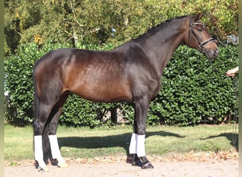 Hanoverian, Mare, 7 years, 17 hh, Bay-Dark