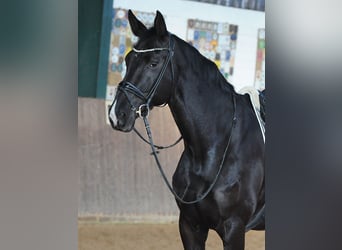 Hanoverian, Mare, 7 years, 17 hh, Black