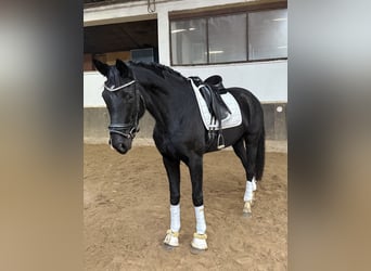 Hanoverian, Mare, 7 years, 17 hh, Black