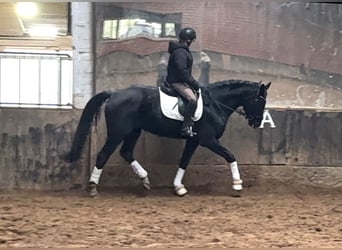 Hanoverian, Mare, 7 years, 17 hh, Black