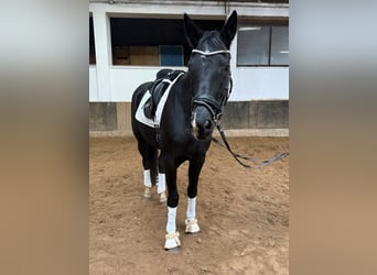 Hanoverian, Mare, 7 years, 17 hh, Black