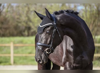 Hanoverian, Mare, 7 years, 17 hh, Black