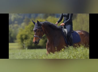 Hanoverian, Mare, 7 years, 17 hh, Brown