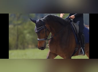 Hanoverian, Mare, 7 years, 17 hh, Brown