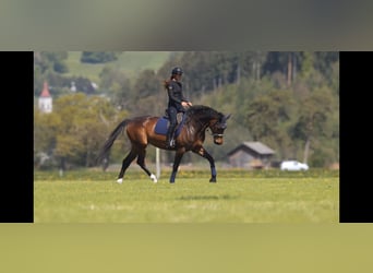 Hanoverian, Mare, 7 years, 17 hh, Brown