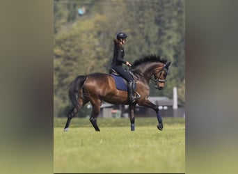 Hanoverian, Mare, 7 years, 17 hh, Brown