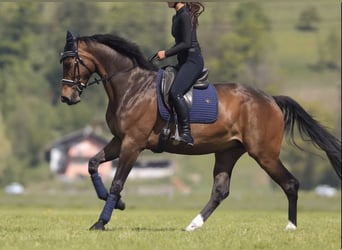 Hanoverian, Mare, 7 years, 17 hh, Brown