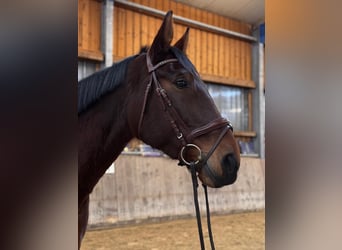 Hanoverian, Mare, 7 years, 17 hh, Brown