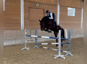 Hanoverian, Mare, 7 years, 17 hh, Brown