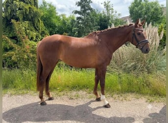 Hanoverian, Mare, 7 years, 17 hh, Chestnut