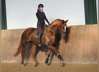 Hanoverian, Mare, 7 years, 17 hh, Chestnut