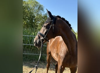 Hanoverian, Mare, 7 years, 17 hh, Chestnut