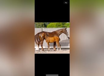 Hanoverian, Mare, 7 years, 17 hh, Chestnut