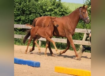 Hanoverian, Mare, 7 years, 17 hh, Chestnut-Red