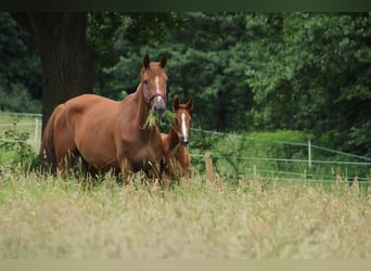 Hanoverian, Mare, 7 years, 17 hh, Chestnut-Red
