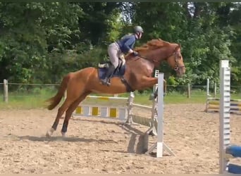 Hanoverian, Mare, 7 years, 17 hh, Chestnut-Red