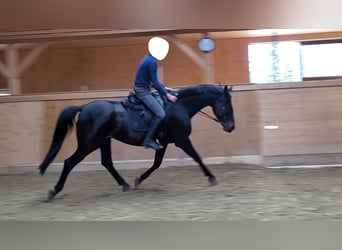 Hanoverian, Mare, 7 years, 17 hh, Smoky-Black