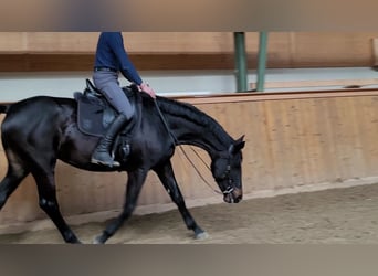 Hanoverian, Mare, 7 years, 17 hh, Smoky-Black