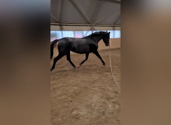 Hanoverian, Mare, 7 years, 17 hh, Smoky-Black