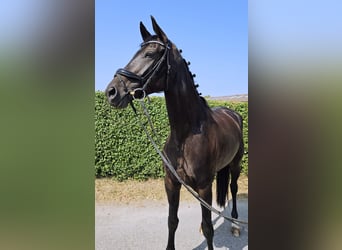 Hanoverian, Mare, 7 years, 17 hh, Smoky-Black