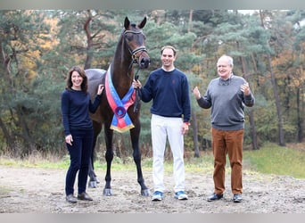 Hanoverian, Mare, 7 years, 18.1 hh, Brown