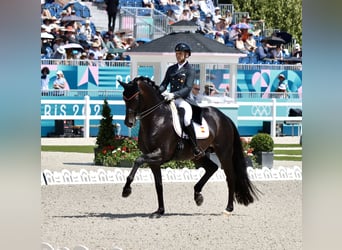 Hanoverian, Mare, 7 years, 18.1 hh, Brown