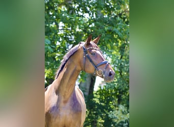 Hanoverian, Mare, 7 years, 18.1 hh, Brown