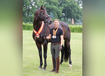 Hanoverian, Mare, 7 years, 18.1 hh, Brown
