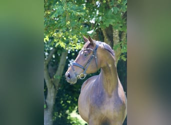 Hanoverian, Mare, 7 years, 18.1 hh, Brown